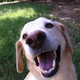 Illustration for article titled I am looking to get a Doge